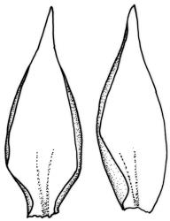 Camptochaete deflexa. Branch leaves. Drawn from D. Glenny 89-466, CHR 527742.
 Image: R.C. Wagstaff © New Zealand Institute for Bioeconomy Science 2026 CC-BY 3.0 NZ